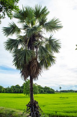 Gökyüzü ve pirinç alanlarını güzelliği.