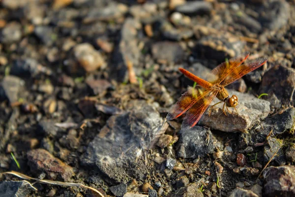 Libélula Marrón Roja Sobre Una Piedra —  Fotos de Stock