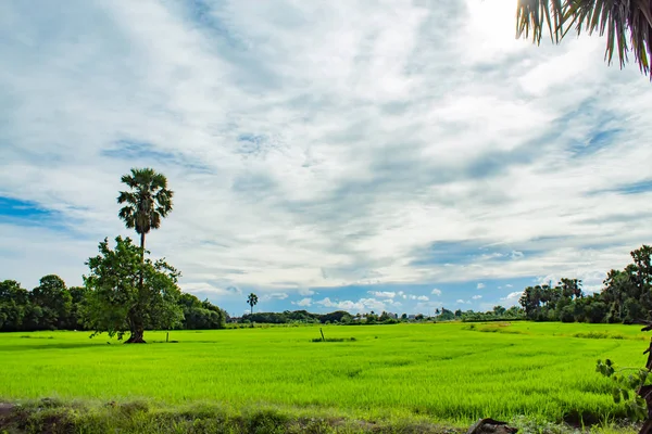 Gökyüzü ve pirinç alanlarını güzelliği.