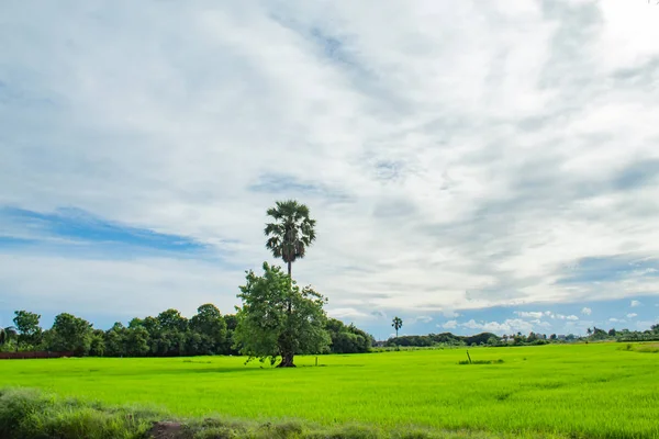 天空和稻田的美景 — 图库照片