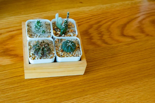 Kleine Cactus Voor Decoratieve Plant Houten Tafel — Stockfoto