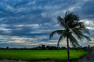 Paddy alanları ve ağaçların arkasında günbatımı.