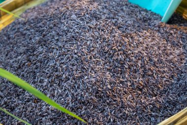 Pirinç çeşitleri türleri