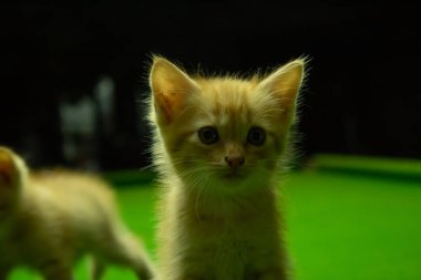 Farsça yavru kedi şirin Brown.