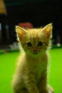 Farsça yavru kedi şirin Brown.