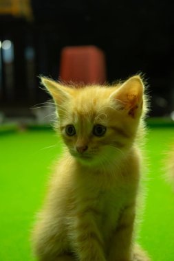 Farsça yavru kedi şirin Brown.