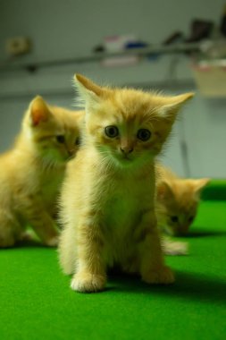 Farsça yavru kedi şirin Brown.