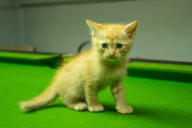 Farsça yavru kedi şirin Brown.