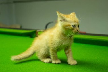 Farsça yavru kedi şirin Brown.