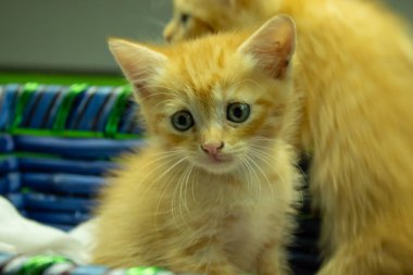 Farsça yavru kedi şirin Brown.