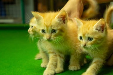 Farsça yavru kedi şirin Brown.