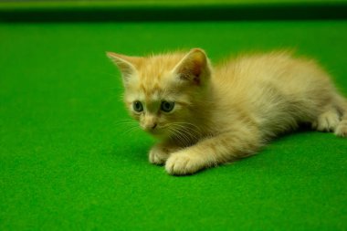 Farsça yavru kedi şirin Brown.