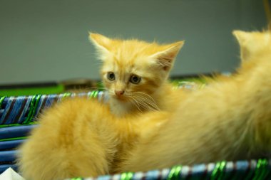 Farsça yavru kedi şirin Brown.