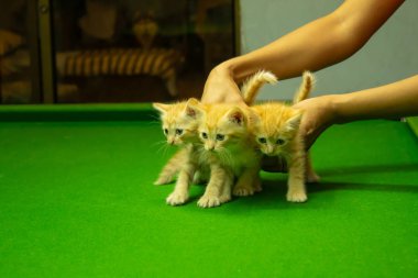 Farsça yavru kedi şirin Brown.