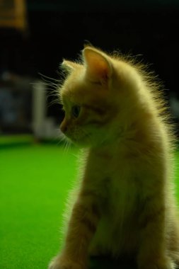 Farsça yavru kedi şirin Brown.