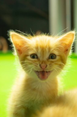 Farsça yavru kedi şirin Brown.