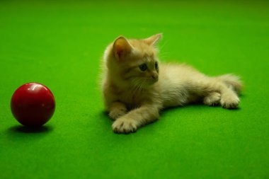 Farsça yavru kedi şirin Brown.