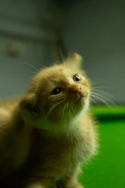 Farsça yavru kedi şirin Brown.