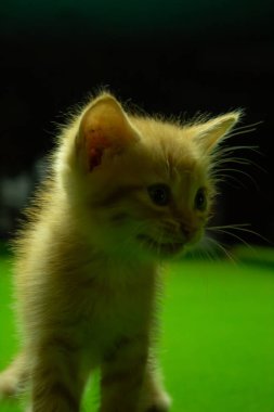 Farsça yavru kedi şirin Brown.