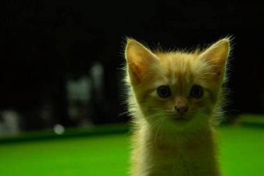 Farsça yavru kedi şirin Brown.