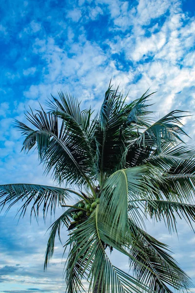 Belle Lumière Coucher Soleil Derrière Les Cocotiers — Photo