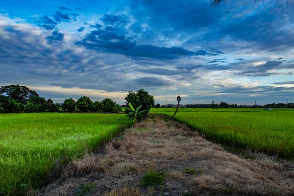 Pôr Sol Atrás Arrozais Árvores — Fotografia de Stock