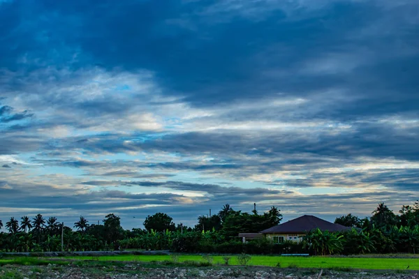Paddy alanları ve ağaçların arkasında günbatımı.