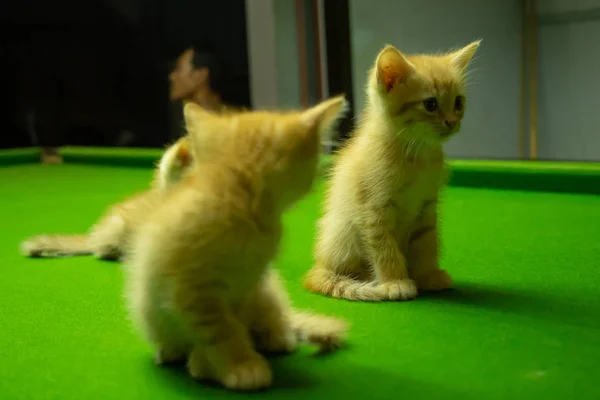 Perzisch Kittens Bruin Dat Leuk — Stockfoto