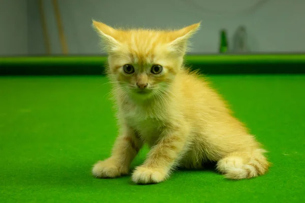 Persa Gatitos Marrón Que Lindo —  Fotos de Stock