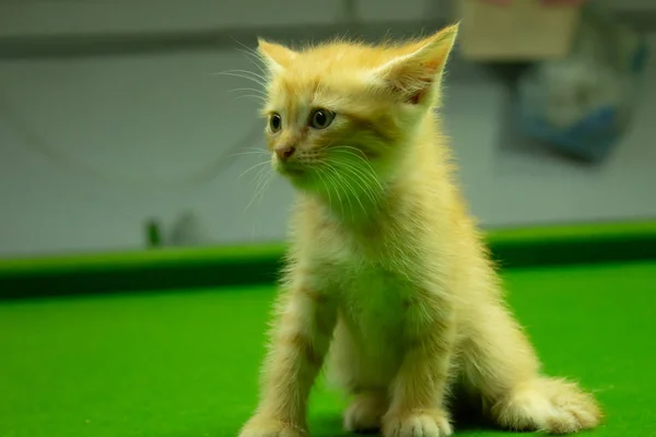 Persische Kätzchen Braun Das Süß Ist — Stockfoto