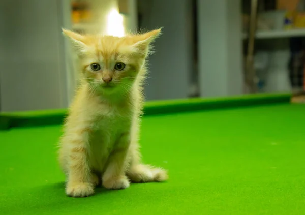 Persische Kätzchen Braun Das Süß Ist — Stockfoto