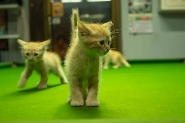 Persa Gatitos Marrón Que Lindo —  Fotos de Stock