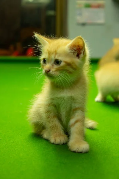 Chatons Persans Brun Qui Est Mignon — Photo