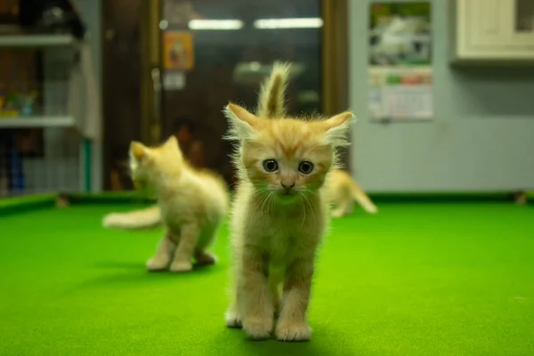 Persa Gatitos Marrón Que Lindo —  Fotos de Stock