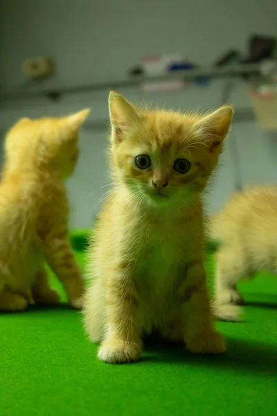 Perzsa Cica Aranyos Barna — Stock Fotó