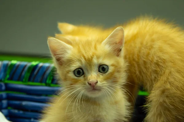 Persa Gatitos Marrón Que Lindo —  Fotos de Stock