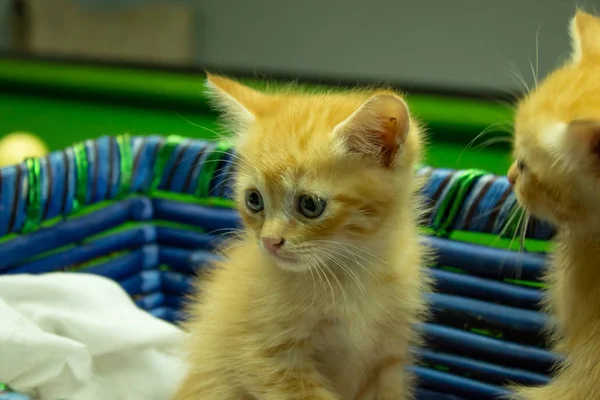 Farsça yavru kedi şirin Brown.