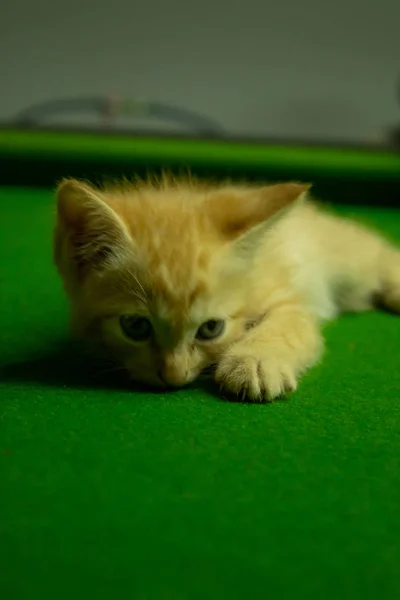 Persa Gatitos Marrón Que Lindo —  Fotos de Stock