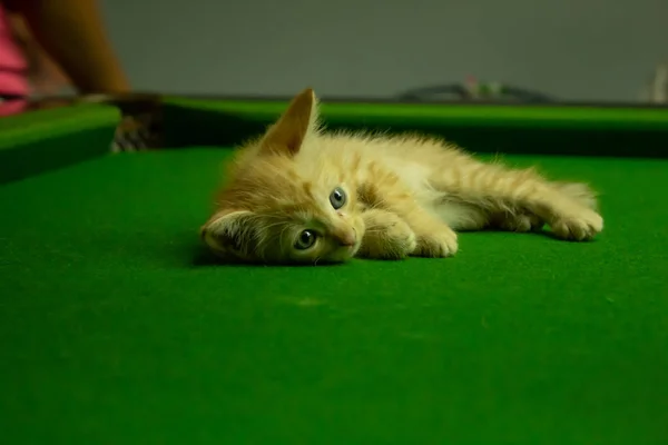 Persa Gatitos Marrón Que Lindo —  Fotos de Stock