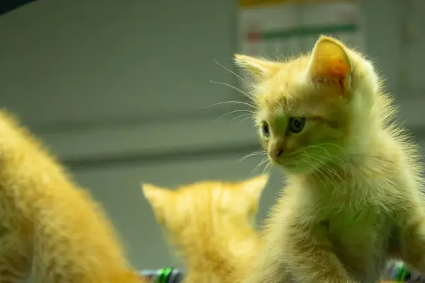 Persian Kittens Brown Cute — Stock Photo, Image