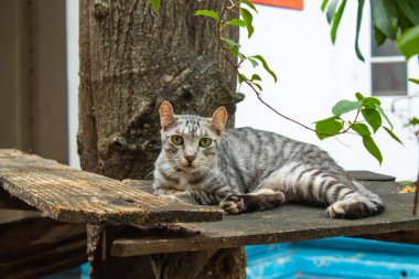 Gri kedi ahşap yerde yatarken.