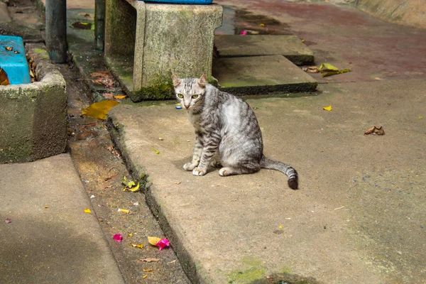 Graue Katze Sitzt Auf Einem Zementboden — Stockfoto