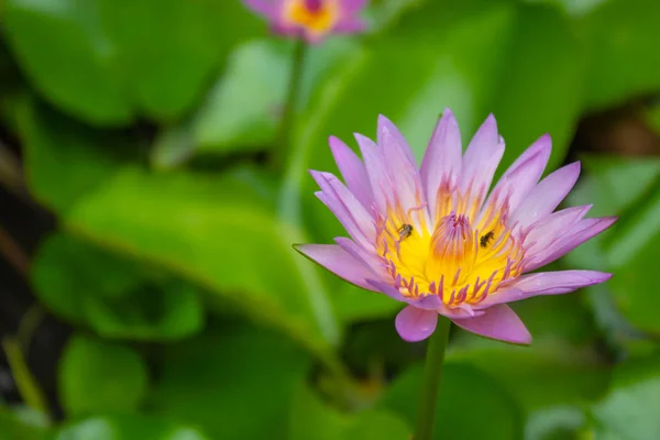 Lotus pink water droplets stick flowers and leaves. After the rain.