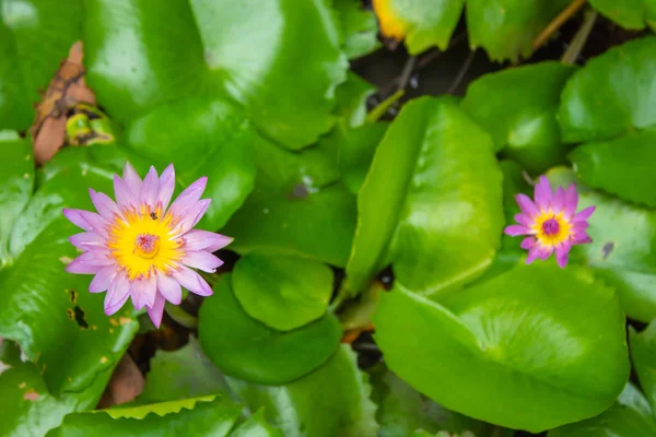 Lotus pink water droplets stick flowers and leaves. After the rain.