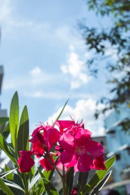 Parlak mavi gökyüzü ile nerium oleander L. çiçek pembe.