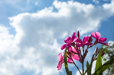 Parlak mavi gökyüzü ile nerium oleander L. çiçek pembe.