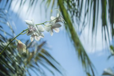 Arkadaki beyaz orkide olduğunu bir yaprak yeşil ve gökyüzü.