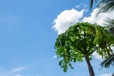 Carica papaya yağmur büyüyen yeşil etki alanı ağaçları