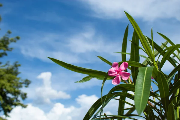 Parlak Mavi Gökyüzü Ile Nerium Oleander Çiçek Pembe — Stok fotoğraf