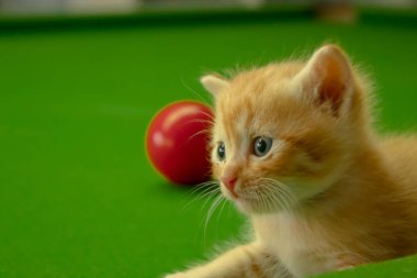 Farsça yavru kedi Brown, Tayland.